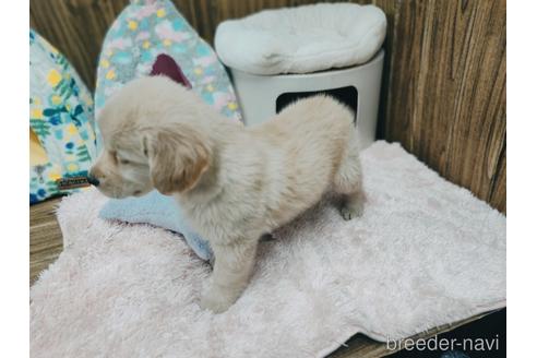 成約済の兵庫県のゴールデンレトリーバー-170064の5枚目